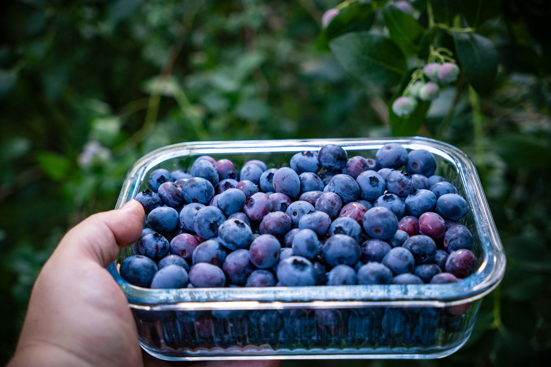 Hand holding freshly picked blueberries in a glass container outdoors.