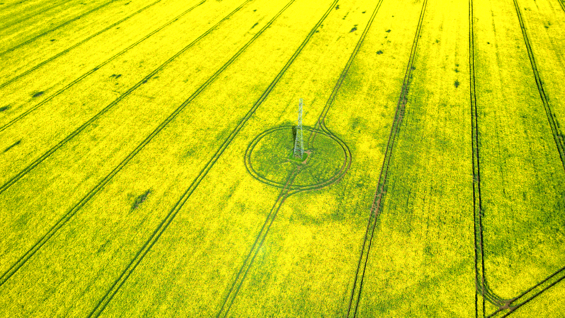 Drone aerial shot of a bright yellow rapeseed field in Przelewice, Poland showcasing agriculture.