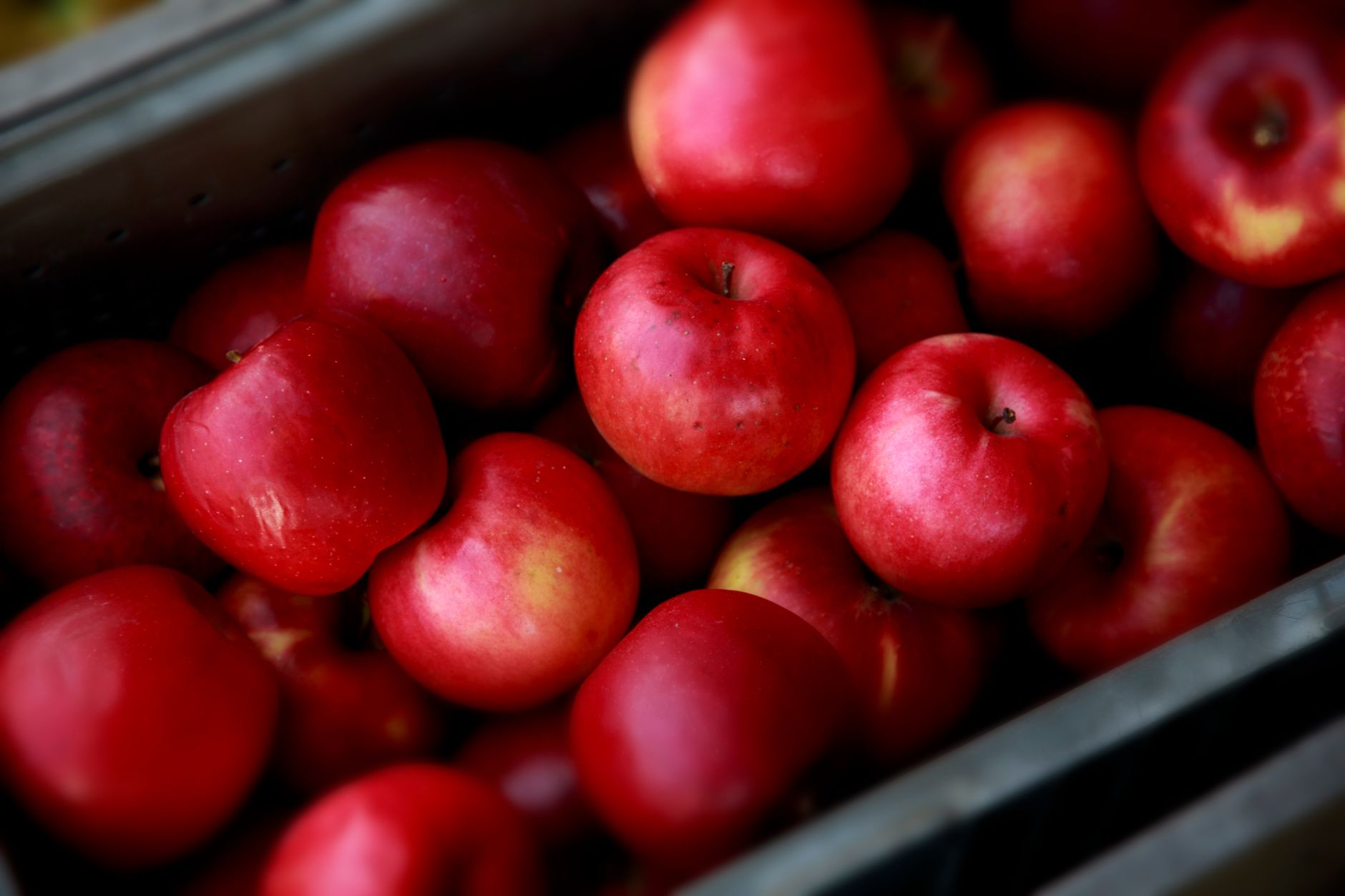 A vibrant collection of fresh red apples in a crate, showcasing the abundant harvest in Nagano, Japan.